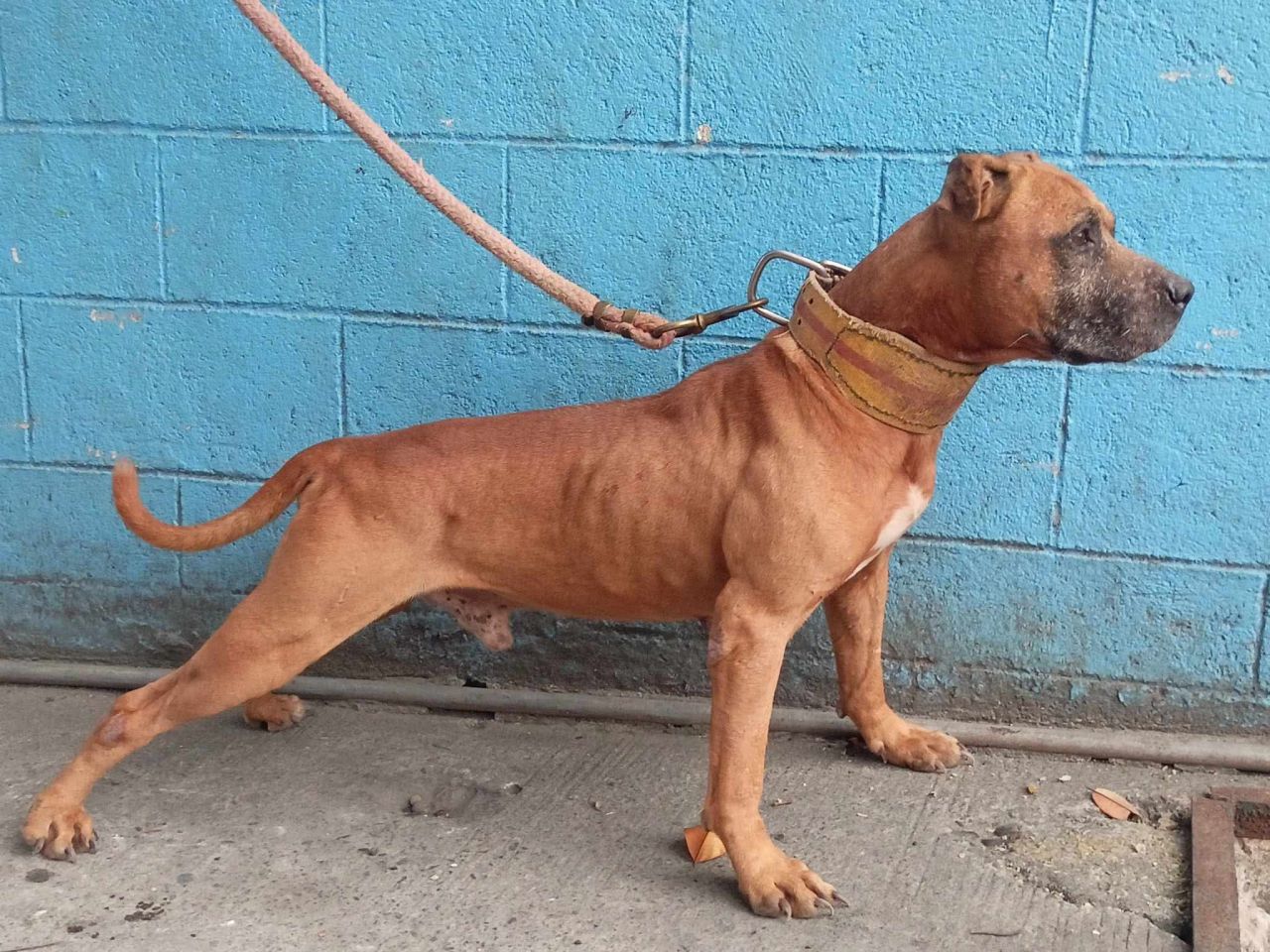 Photo of the dog