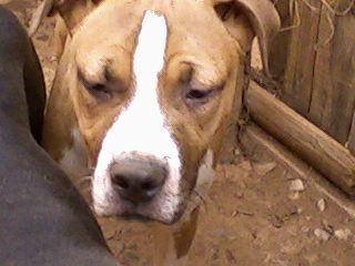 Photo of the dog