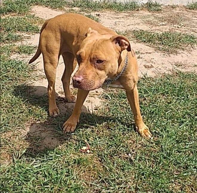 Photo of the dog