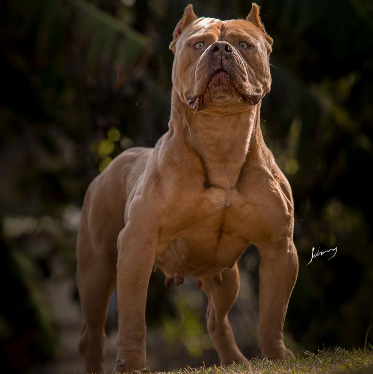 Photo of the dog