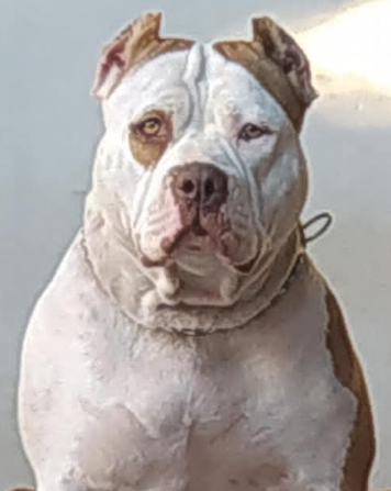Photo of the dog