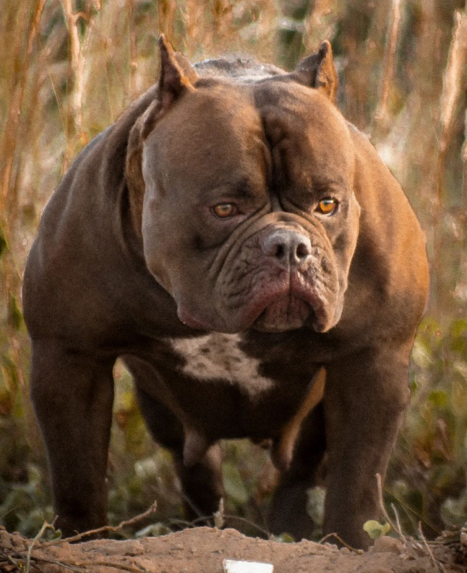 Photo of the dog
