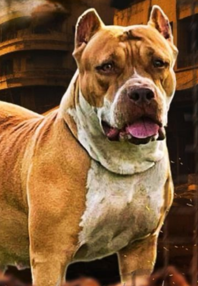 Photo of the dog