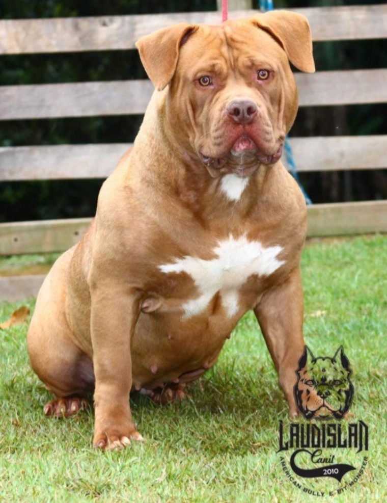 Photo of the dog