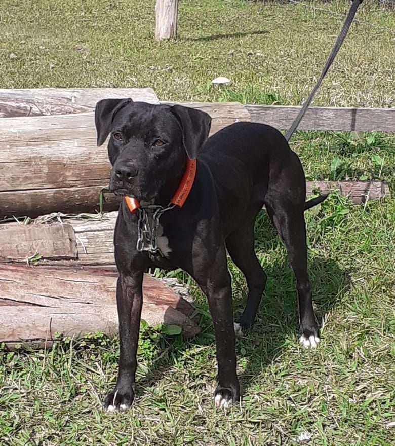 Photo of the dog