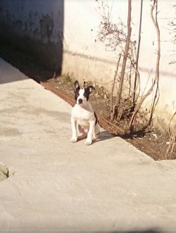 Photo of the dog