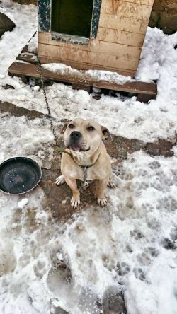 Photo of the dog