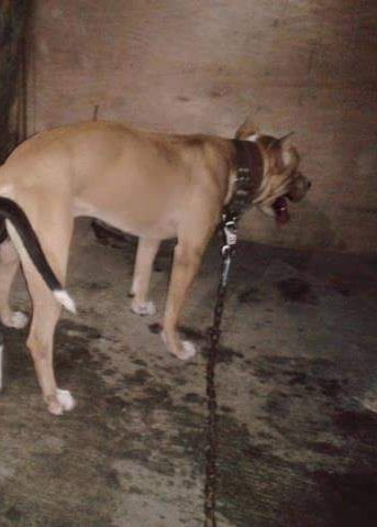 Photo of the dog