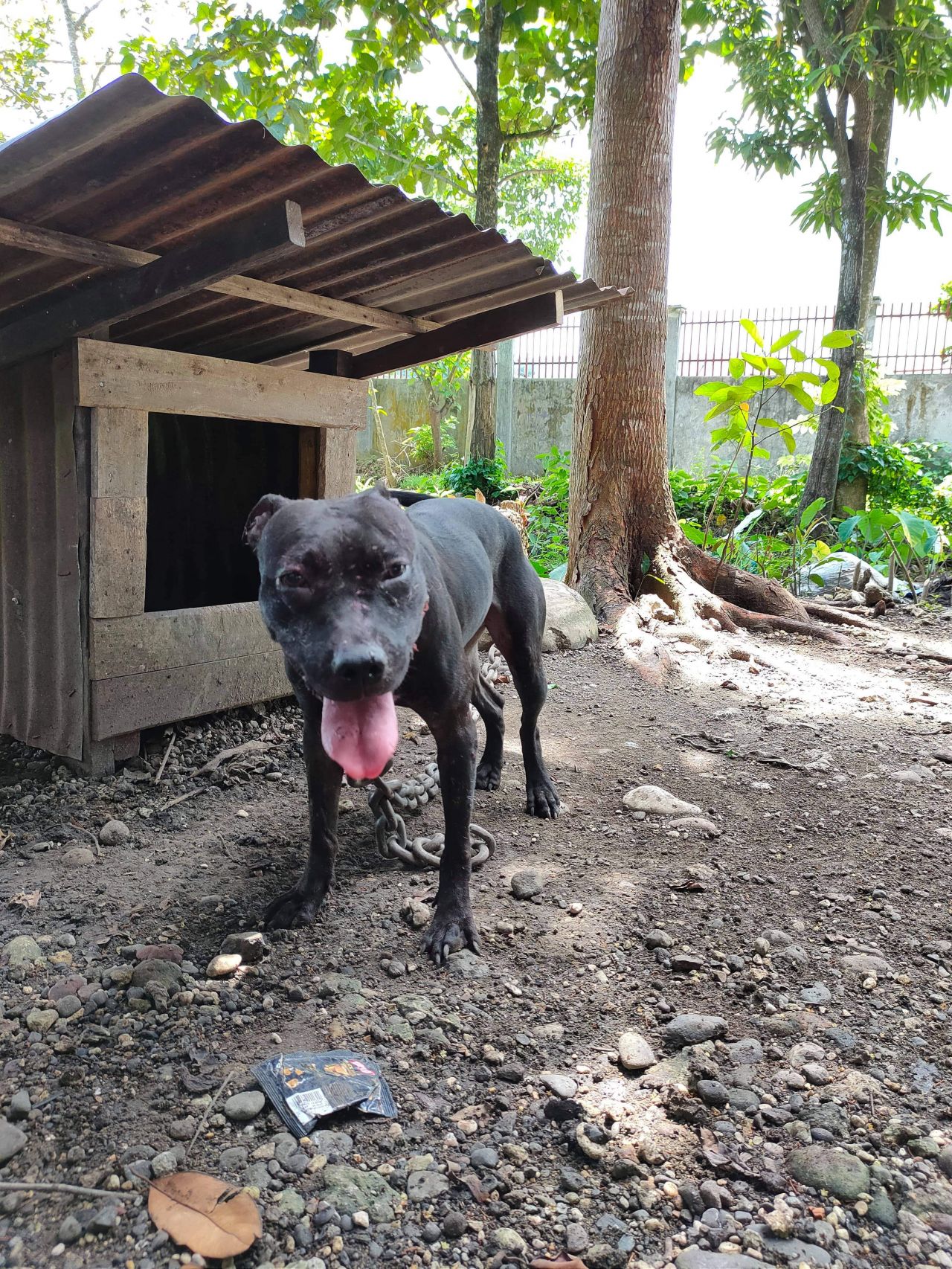 Photo of the dog