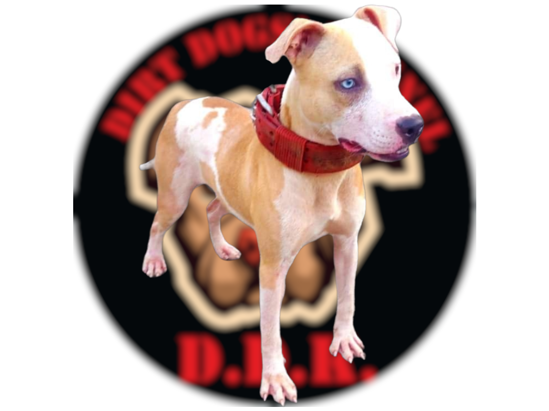 Photo of the dog