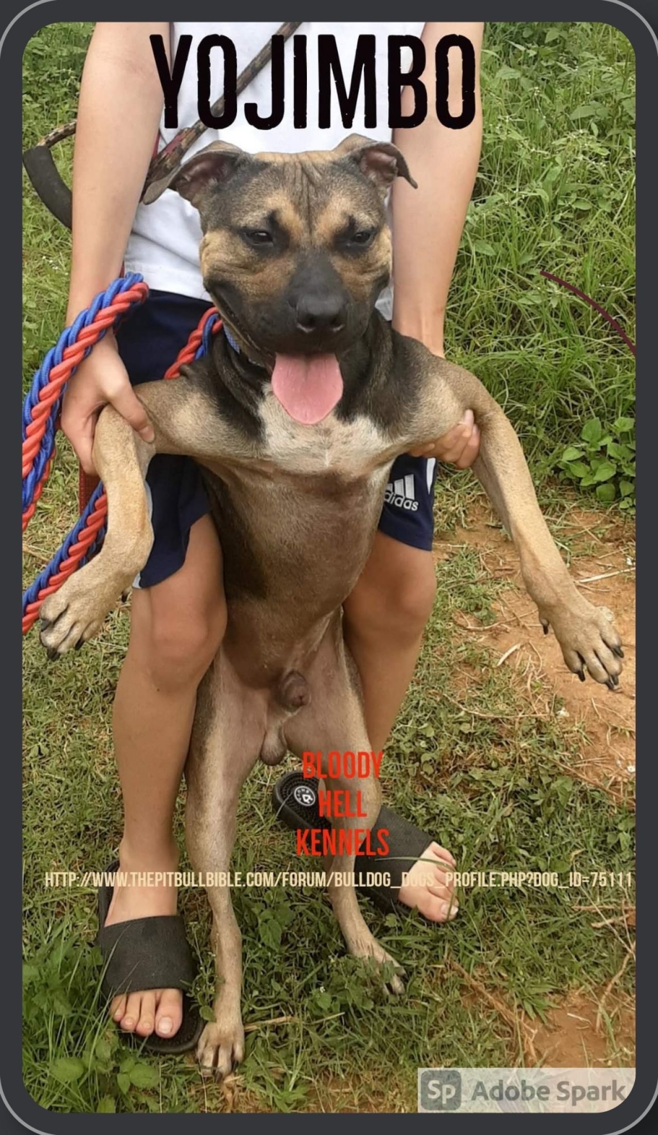 Photo of the dog