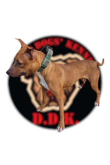 Photo of the dog