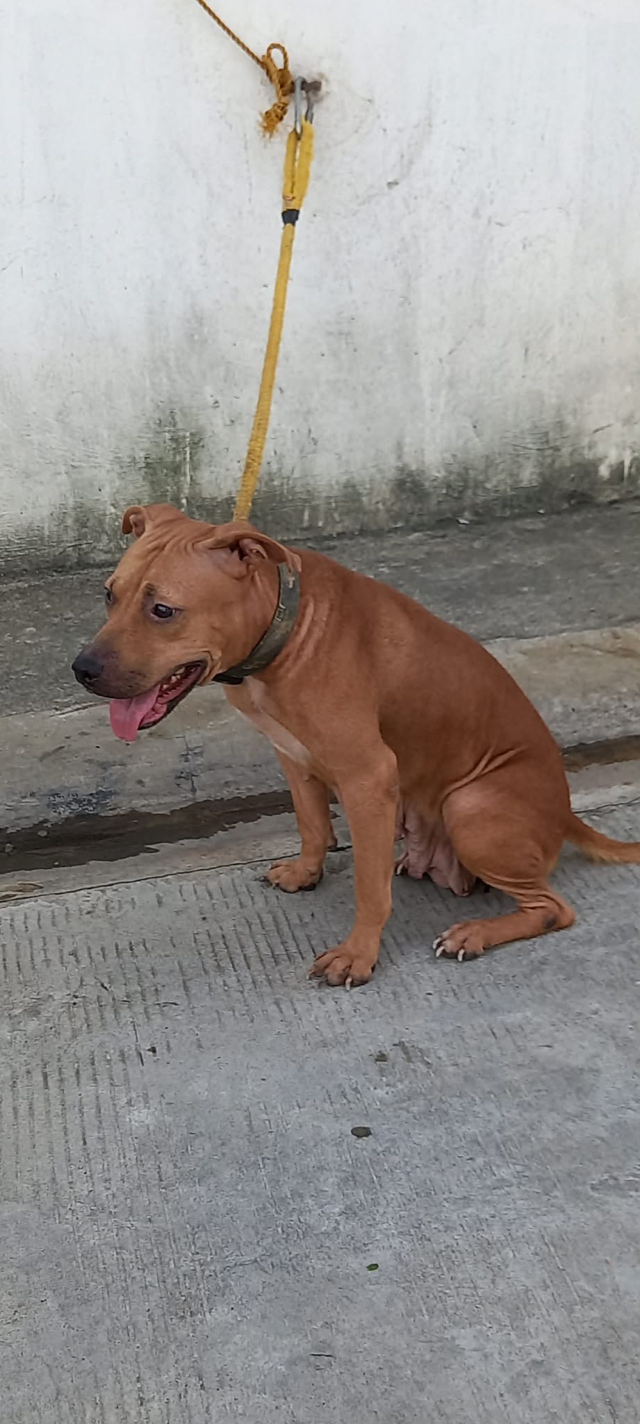 Photo of the dog