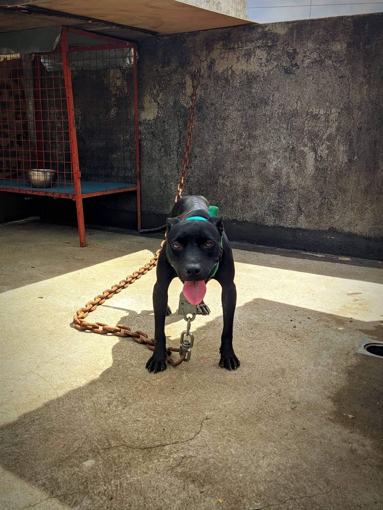 Photo of the dog