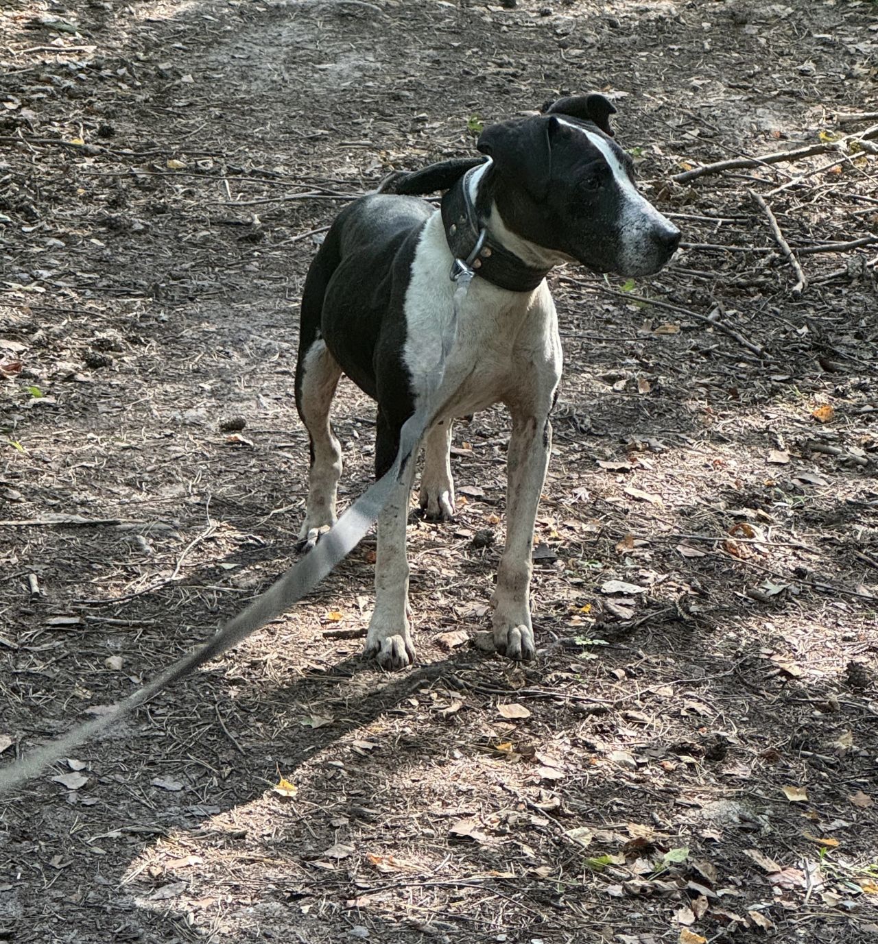 Photo of the dog