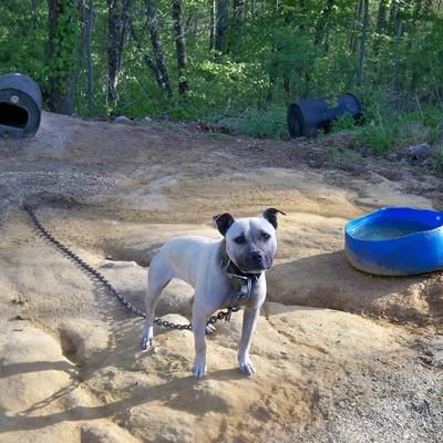Photo of the dog