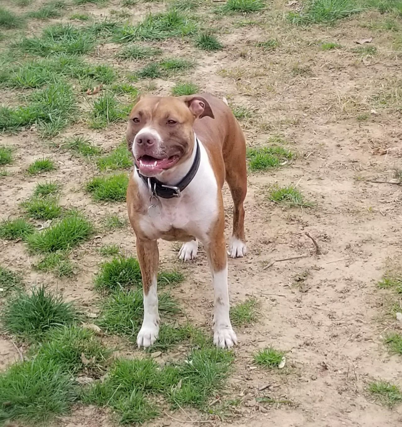 Photo of the dog