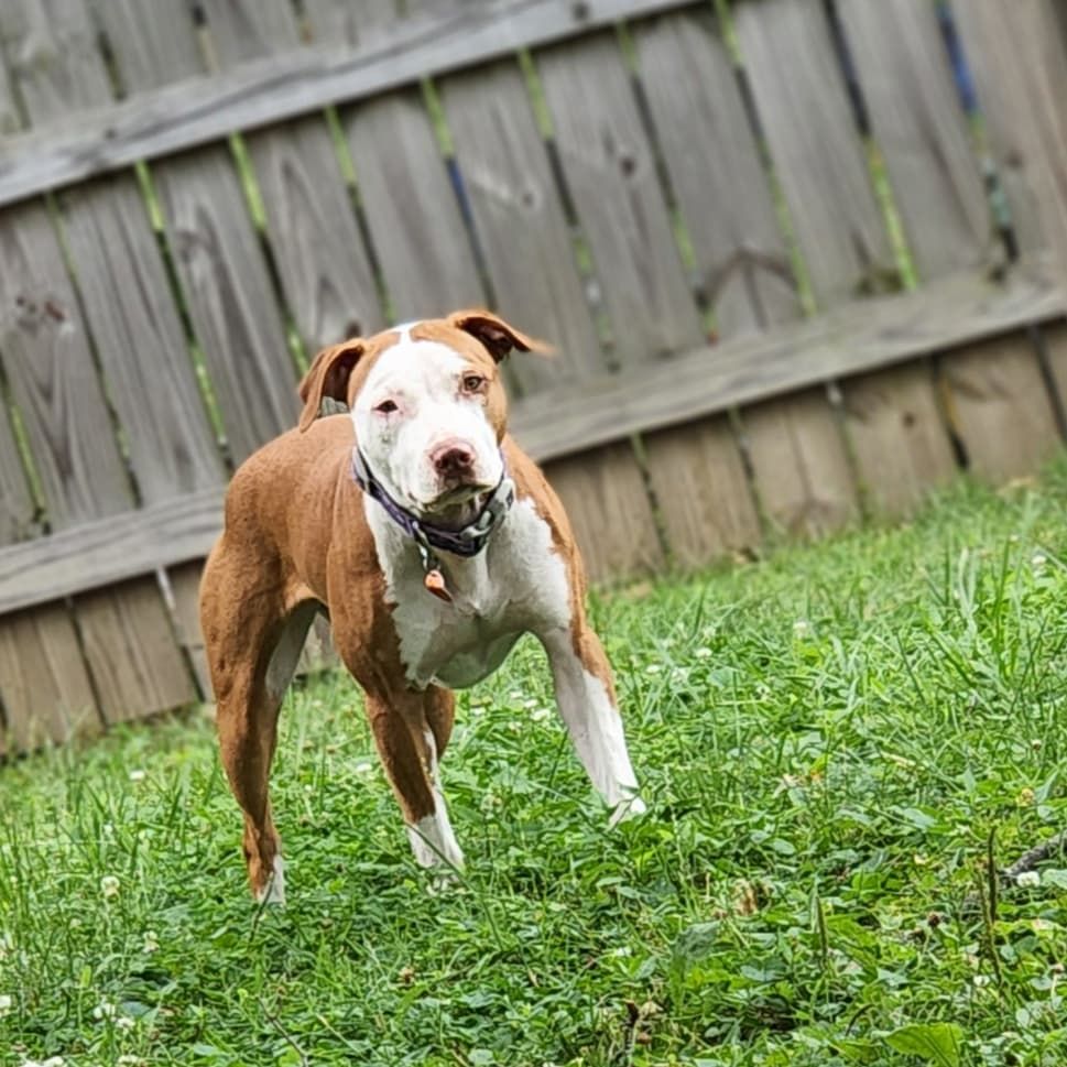 Photo of the dog