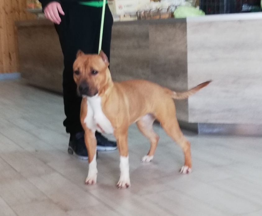 Photo of the dog