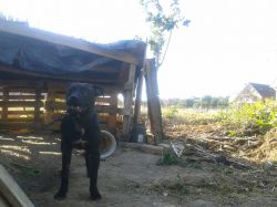 Photo of the dog