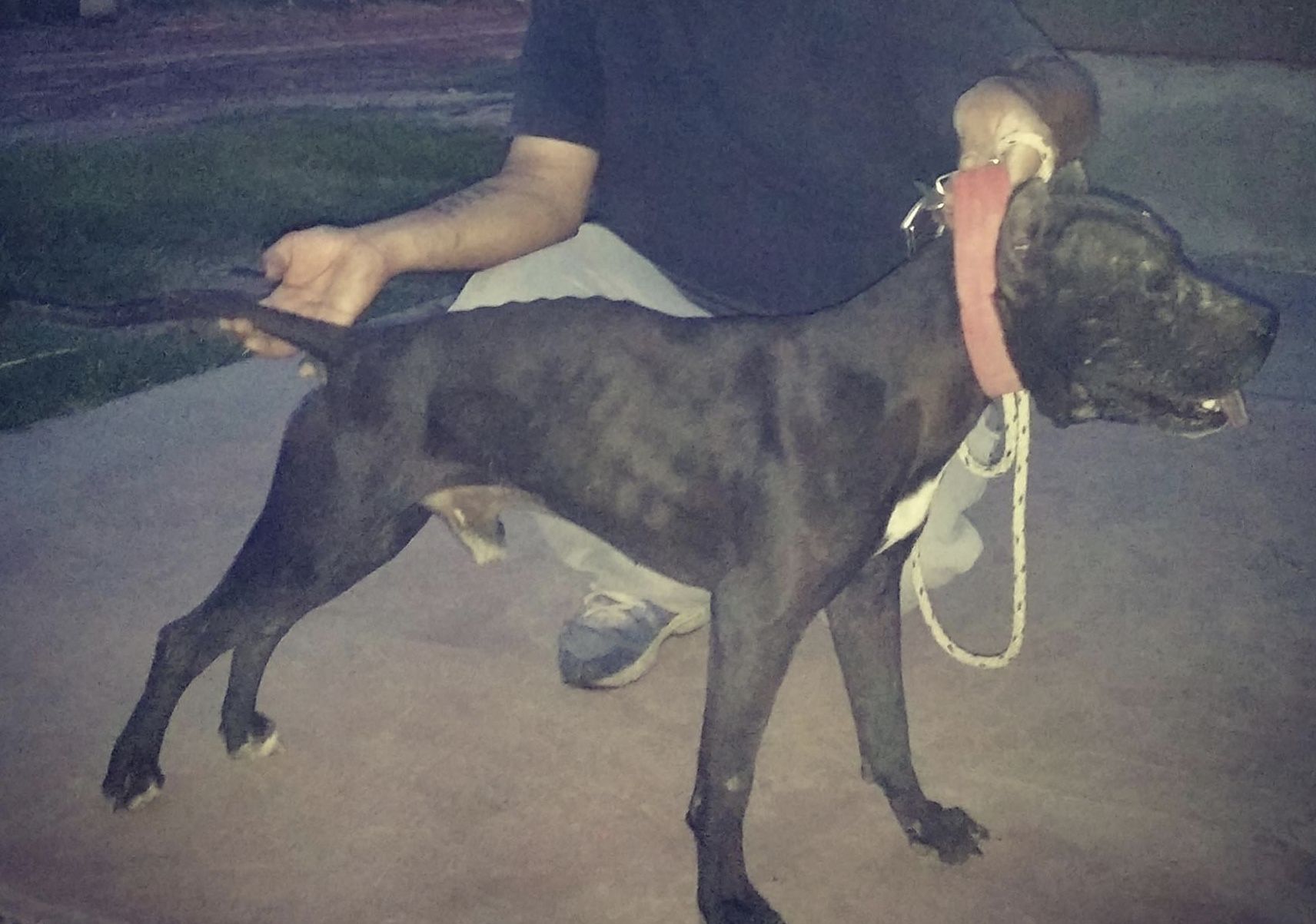 Photo of the dog