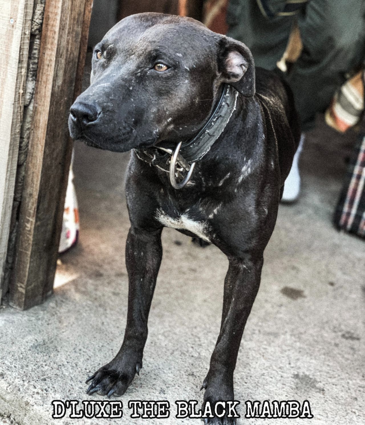 Photo of the dog