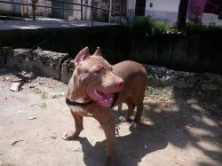 Photo of the dog