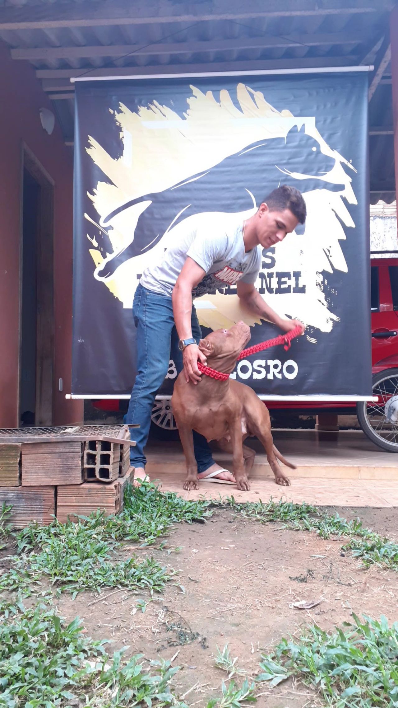 Photo of the dog