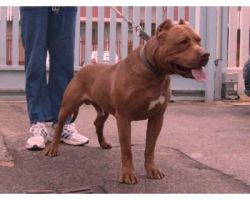 Photo of the dog