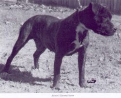 Photo of the dog