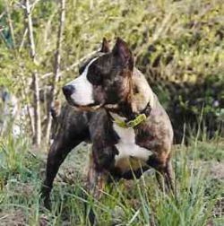 Photo of the dog