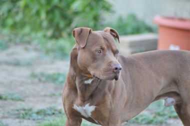 Photo of the dog