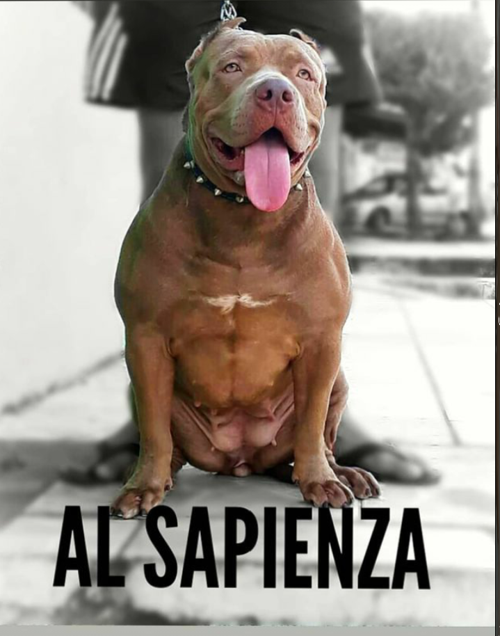 Photo of the dog