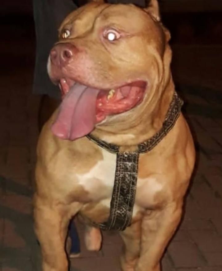 Photo of the dog