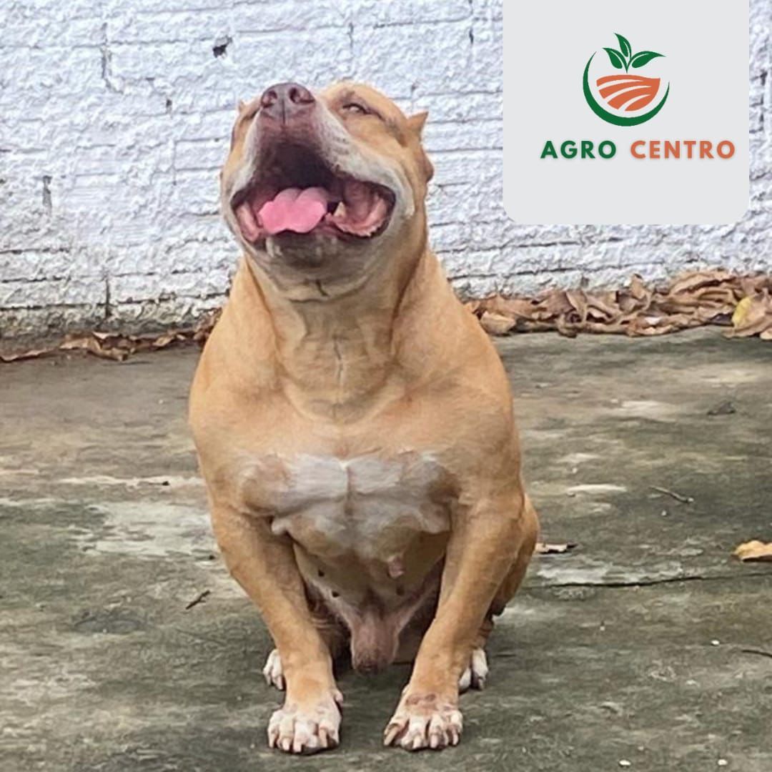 Photo of the dog
