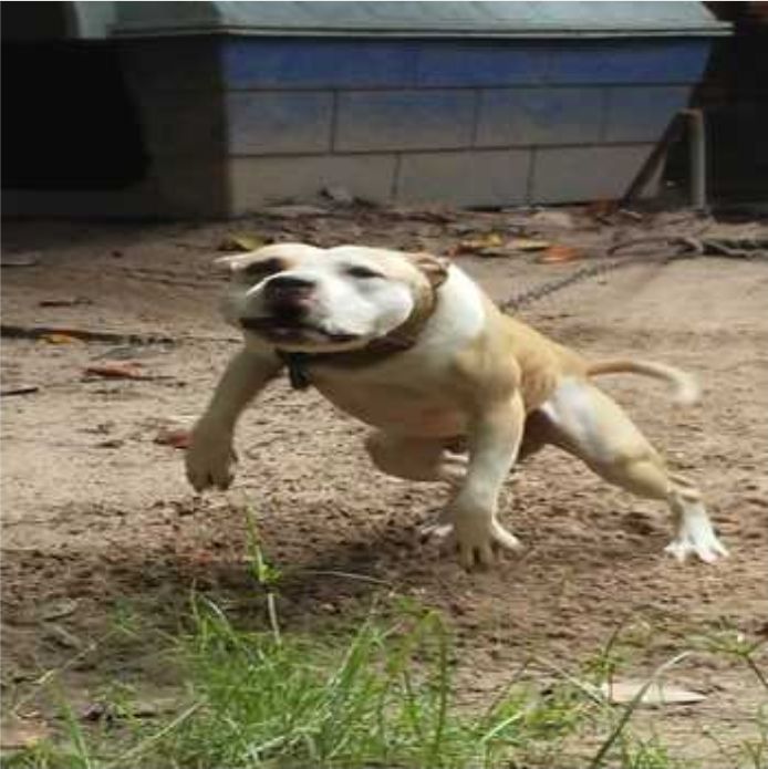 Photo of the dog