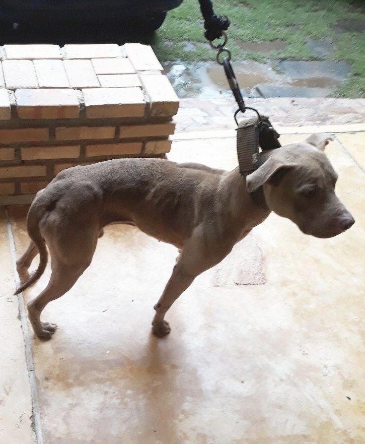 Photo of the dog