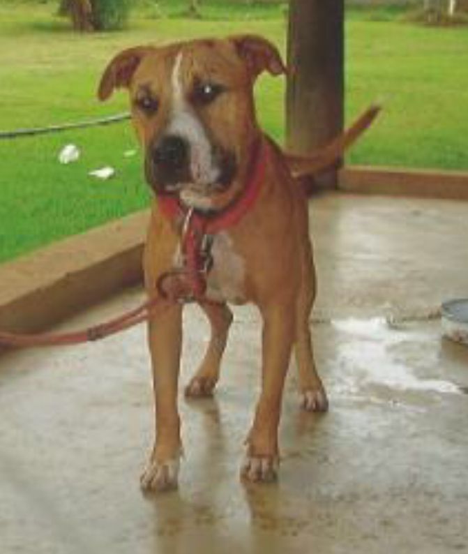 Photo of the dog