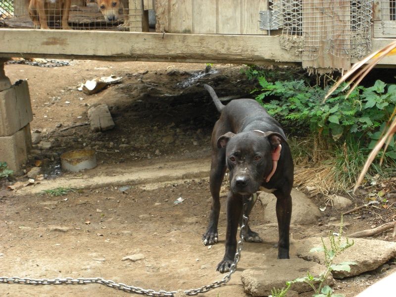 Photo of the dog