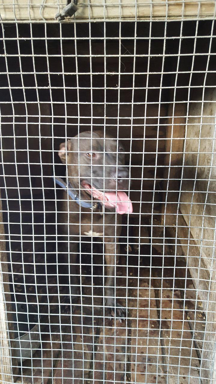 Photo of the dog