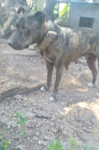 Photo of the dog