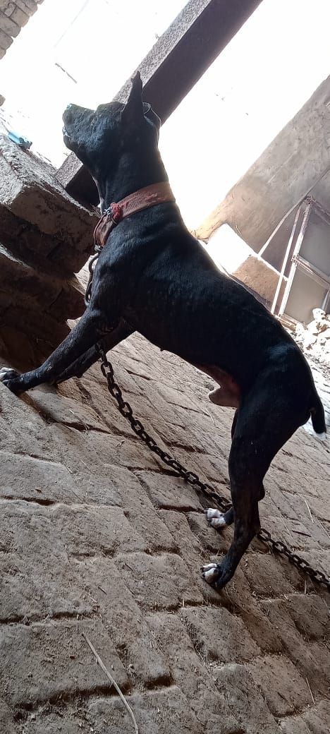 Photo of the dog