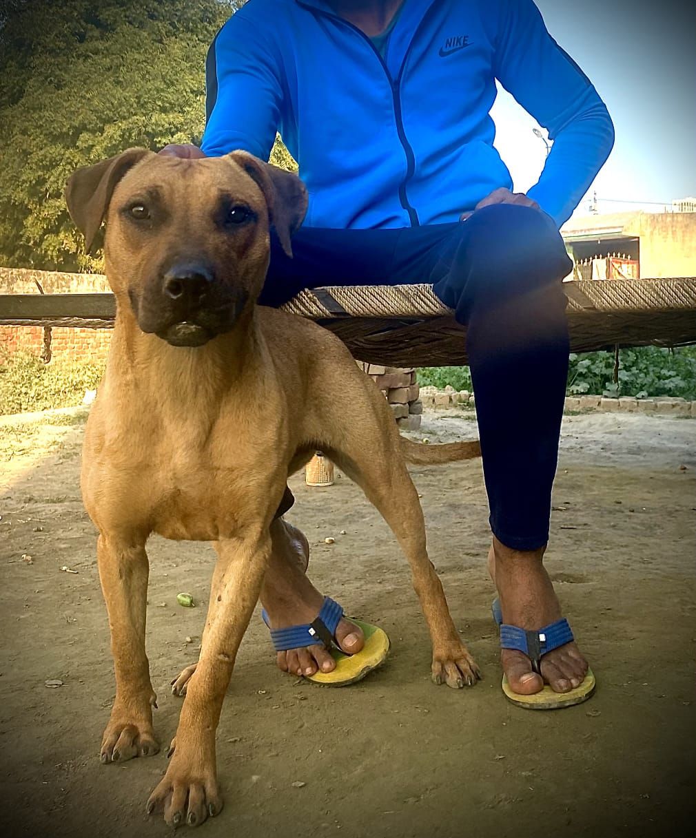 Photo of the dog