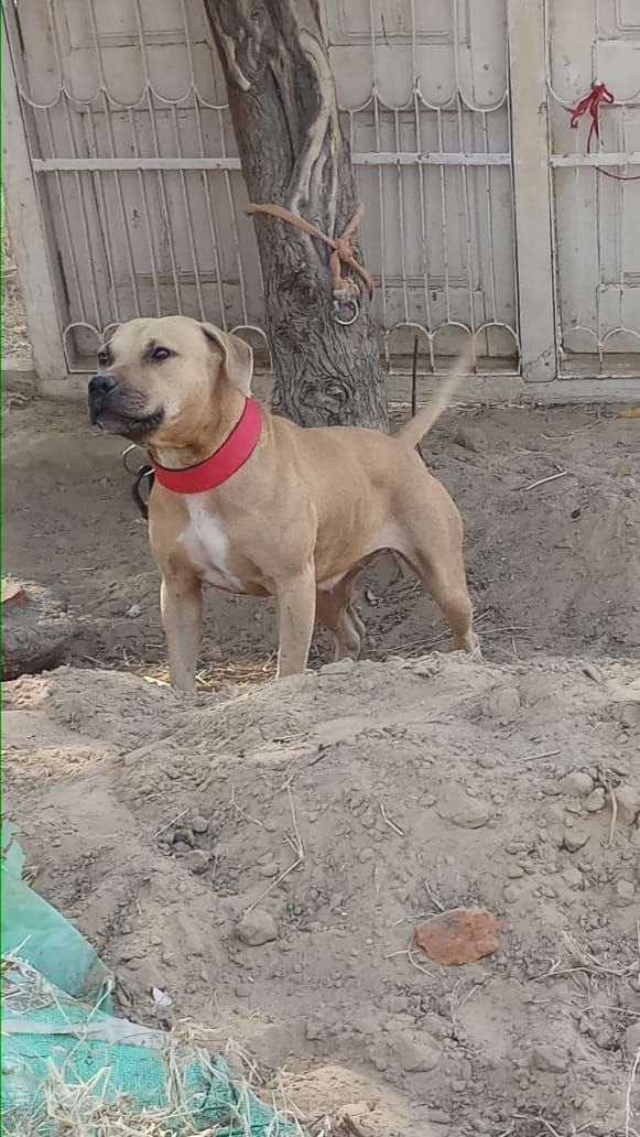 Photo of the dog