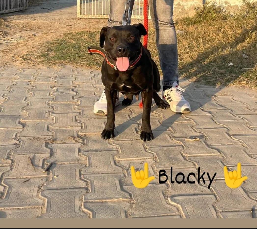 Photo of the dog