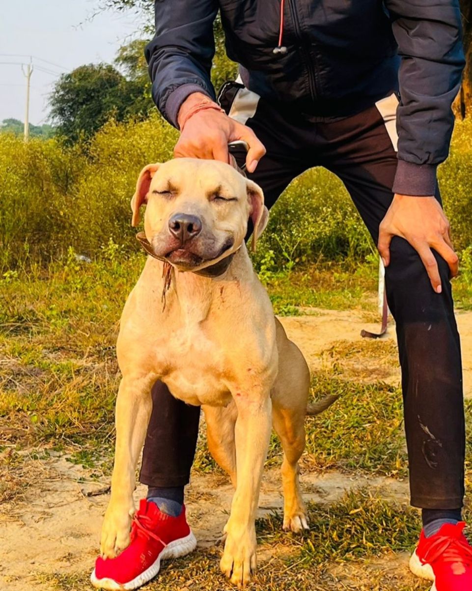 Photo of the dog