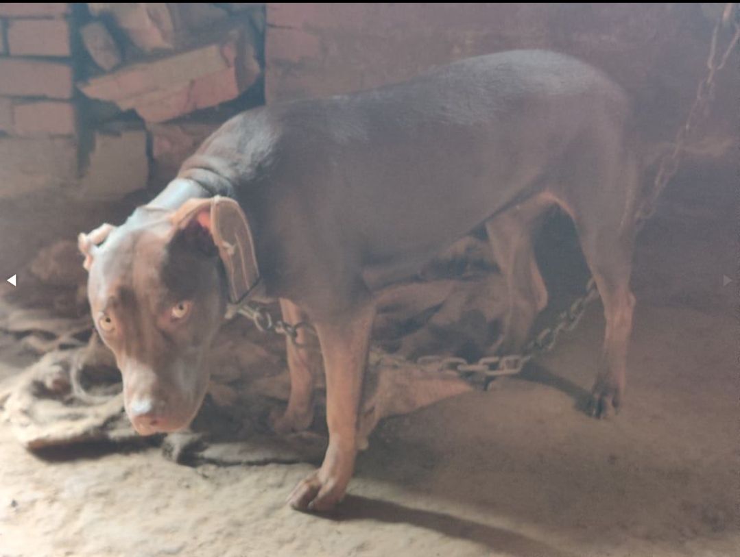 Photo of the dog