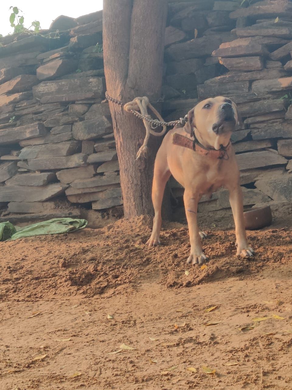 Photo of the dog