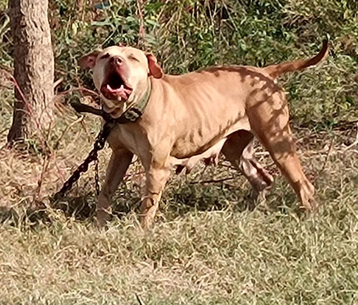 Photo of the dog
