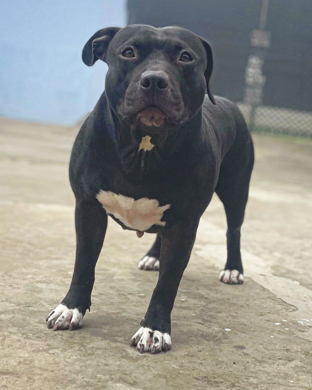Photo of the dog